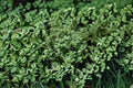 Silver Thyme Plant – Thymus vulgaris ‘Argenteus’ Perennial Herb