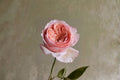 Salmanasar Rose Live Plant – Apricot Pink Fragrant Cut Rose from Ecuador
