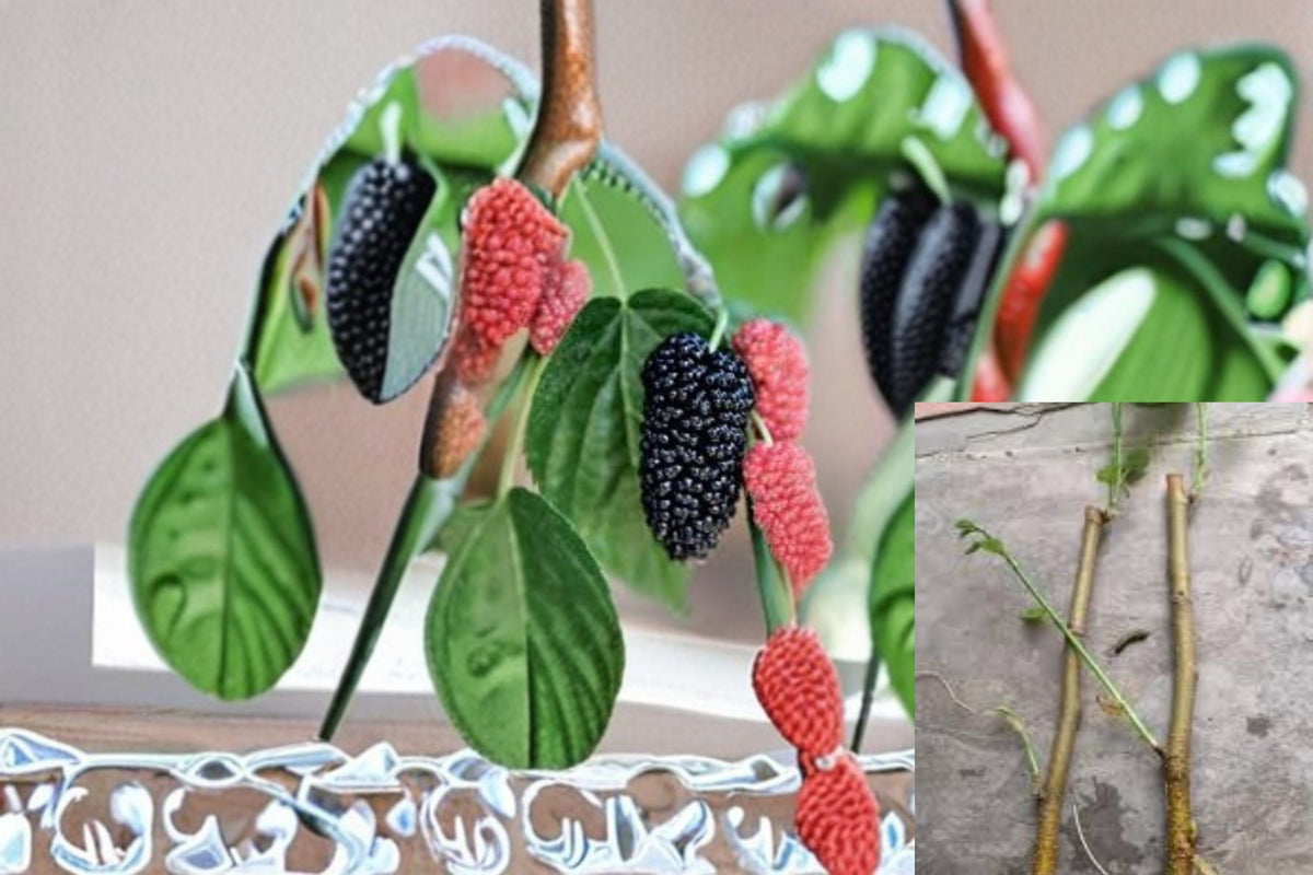 Red Mulberry Cuttings – Morus rubra – Edible Fruit Tree for Propagation, Native Deciduous Tree, Berry Producing Plant