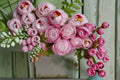 Strawberry Macaron Rose Live Plant – Fragrant Repeat Blooming Garden Rose