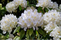 Great Laurel Rhododendron Live Bare Root Plant – Rhododendron maximum Evergreen Shrub