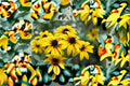 Black Eyed Susan Seeds Rudbeckia Hirta Yellow Wildflower Annual Perennial Garden Pollinator Plant