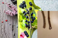 Black Currant 12 Cuttings – Ribes nigrum Fruit Shrub for Propagation