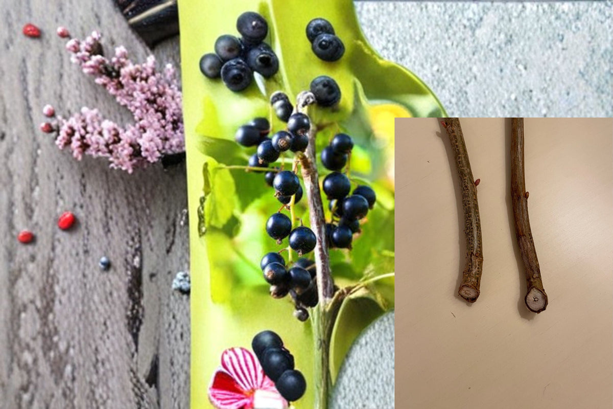 Black Currant 12 Cuttings – Ribes nigrum Fruit Shrub for Propagation
