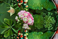 Apple Blossom Rosebud Geranium Live Plant - 4 Inch Pot - Pelargonium 'Apple Blossom Rosebud'