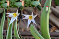 White Trout Lily Seeds, Erythronium albidum, Woodland Wildflower, Native Perennial, White Spring Bloom, Shade Garden Plant, 5 Seeds