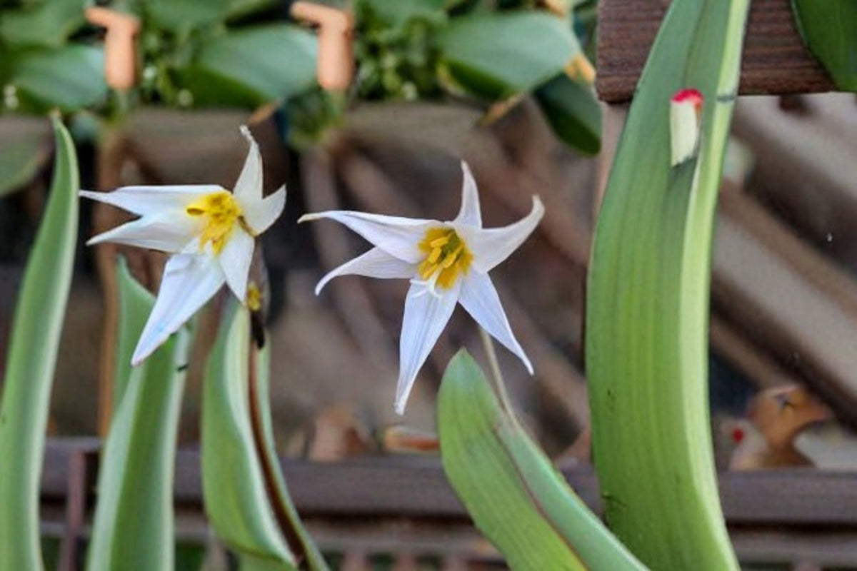 White Trout Lily Seeds, Erythronium albidum, Woodland Wildflower, Native Perennial, White Spring Bloom, Shade Garden Plant, 5 Seeds