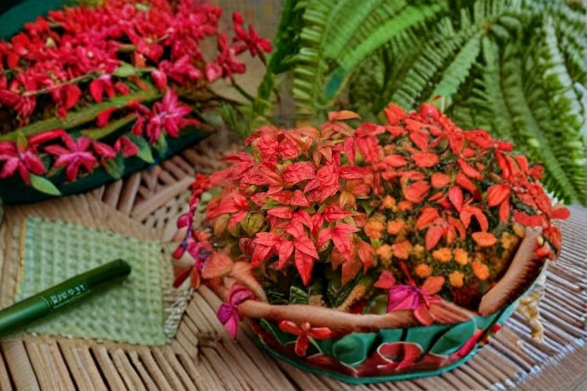 Firepower Nandina Live Shrub – Colorful Evergreen Ornamental Shrub