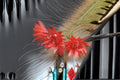 Monkey Tail Cactus – Hildewintera colademononis Live Plant