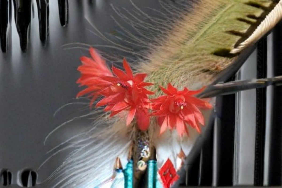 Monkey Tail Cactus – Hildewintera colademononis Live Plant