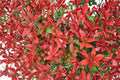 Red Tip Photinia Plant – Photinia × fraseri Evergreen Shrub for Hedges and Borders
