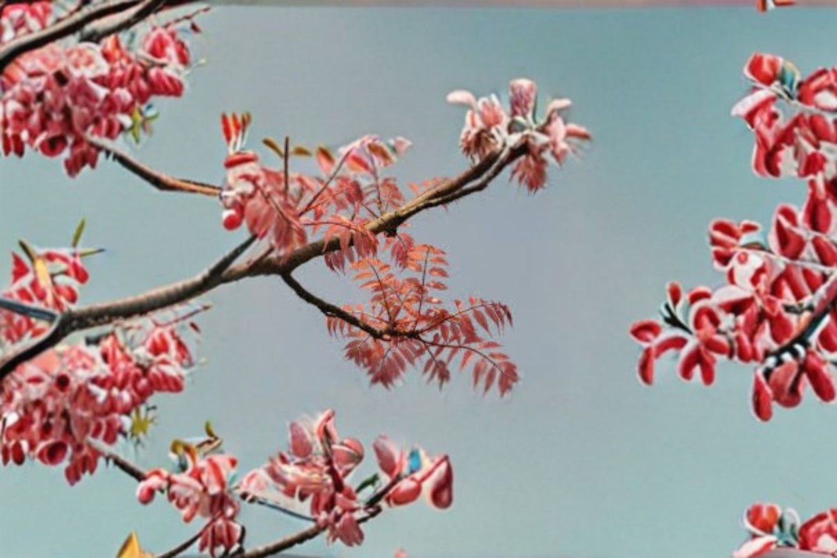 Chinese Toon Seeds – Toona sinensis Tree Seeds for Edible Leaves