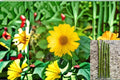 Mexican Sunflower 5 Cuttings – Tithonia diversifolia Flowering Shrub