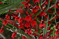 Lobelia Starship 1 Plant – Lobelia cardinalis Perennial Flower