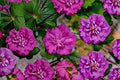 Magenta Chiffon Rose of Sharon 2 Live Plants – Pink Hibiscus syriacus Shrub