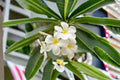 White Plumeria Cutting – Plumeria rubra Tropical Flowering Tree