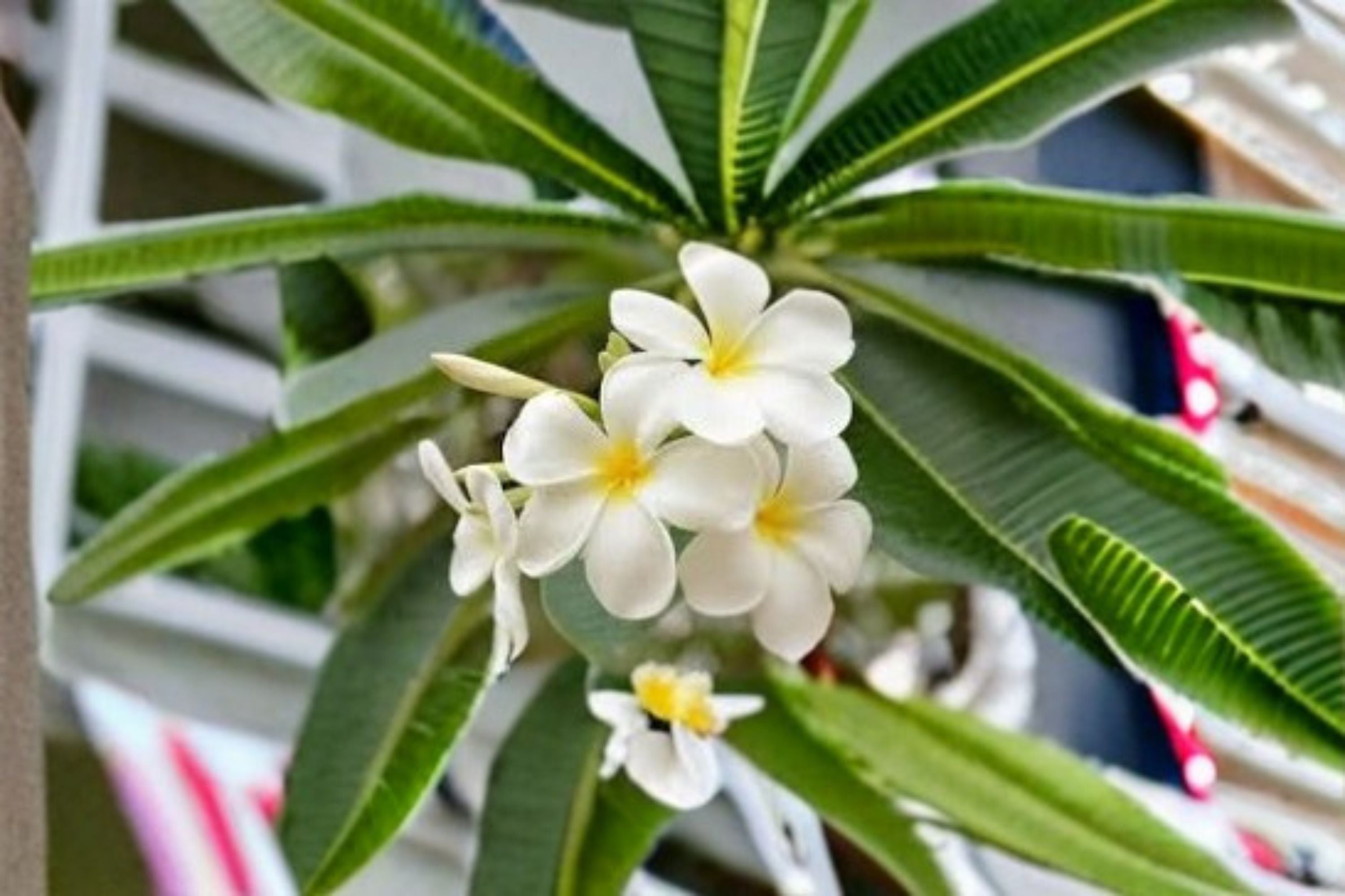 White Plumeria Cutting – Plumeria rubra Tropical Flowering Tree