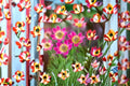Windflower Seeds Anemone multifida Perennial Wildflower Seeds - Red, White, Pink, 100 Seeds