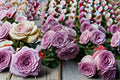Quicksilver Climbing Rose 3 Cuttings – Rosa ‘Quicksilver’ Lavender Flowering Climber