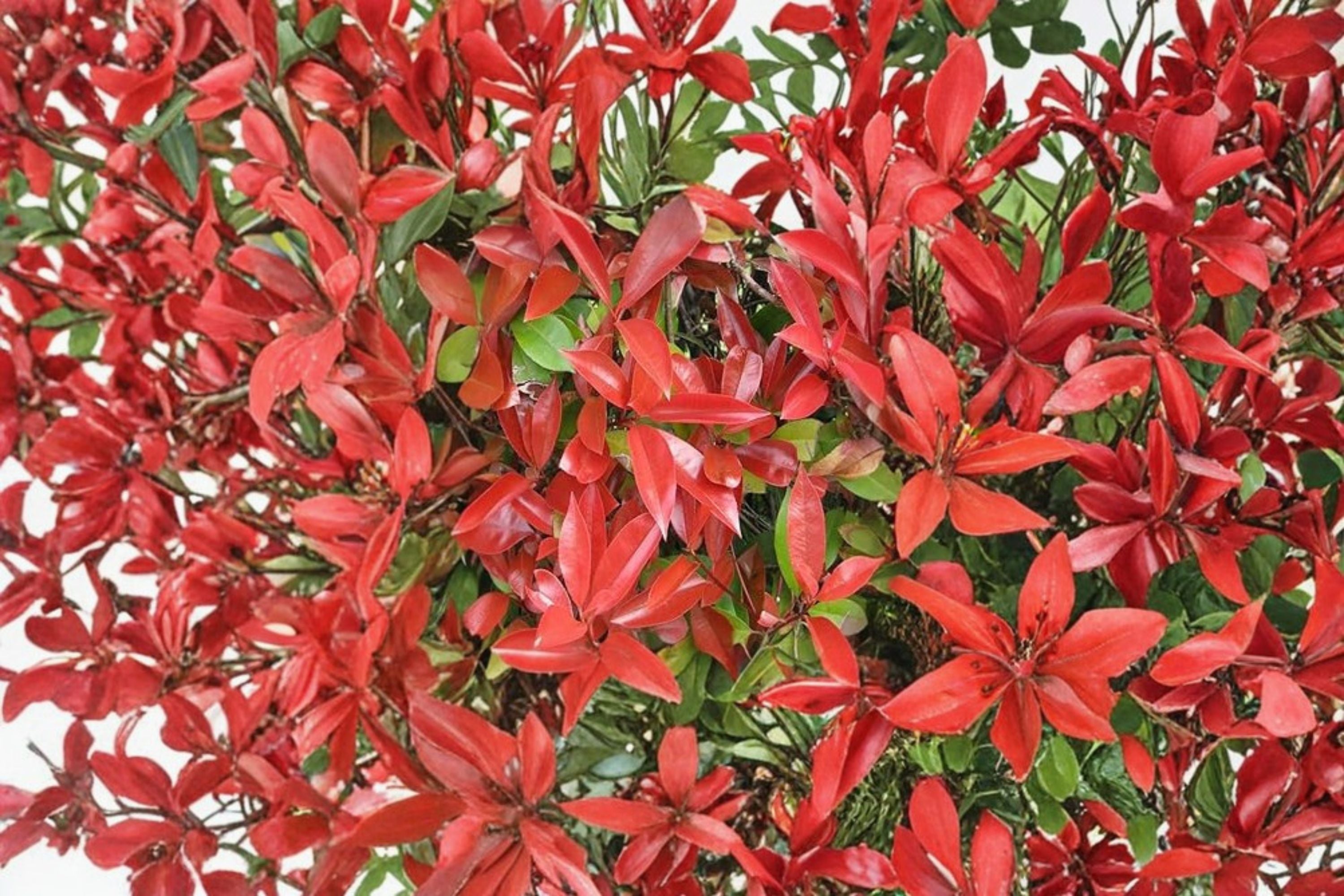 Red Tip Photinia Plant – Photinia × fraseri Evergreen Shrub for Hedges and Borders