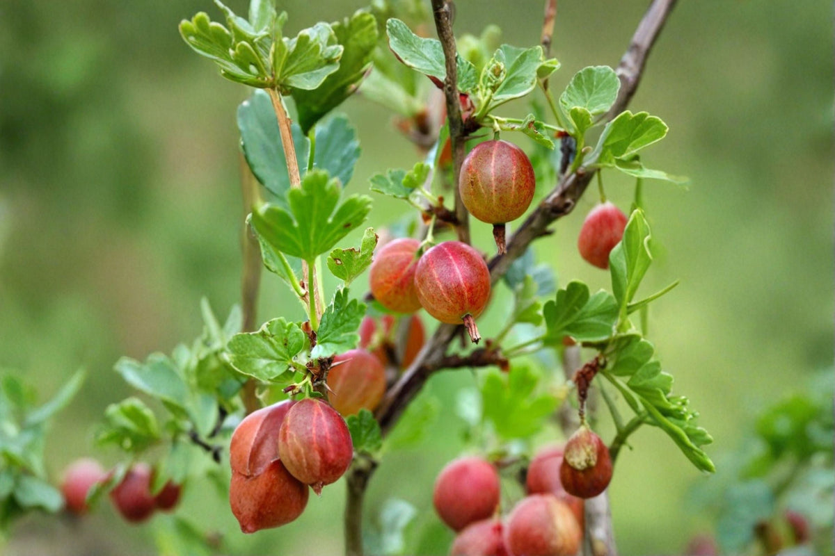 Jahns Prairie Gooseberry Live Rooted Starter Plant – Ribes ‘Jahns Prairie’ – Zones 3–8