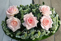 Prince Jardinier Rose Live Plant – Large Bloom Garden Rose with Cream Pink Flowers