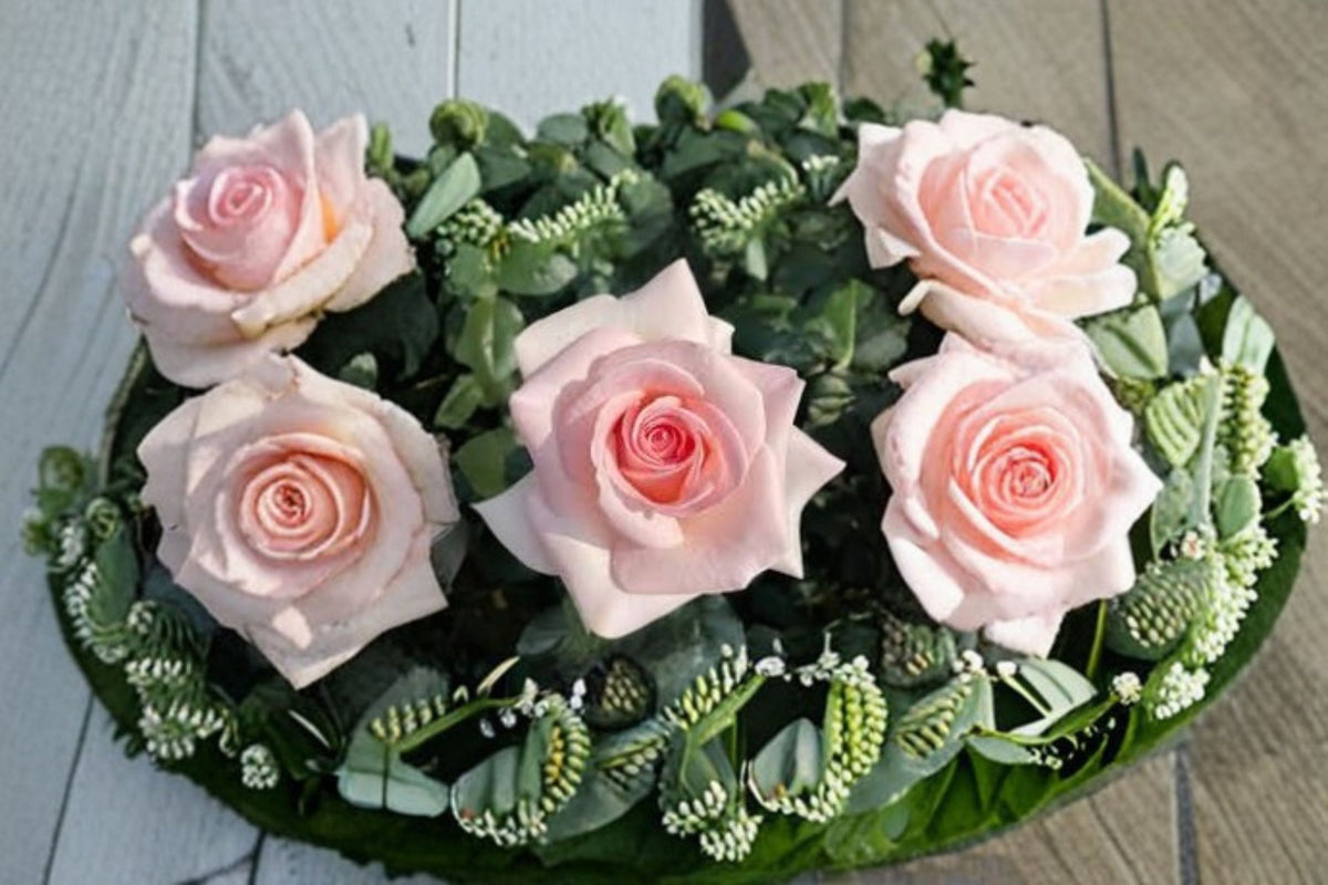 Prince Jardinier Rose Live Plant – Large Bloom Garden Rose with Cream Pink Flowers
