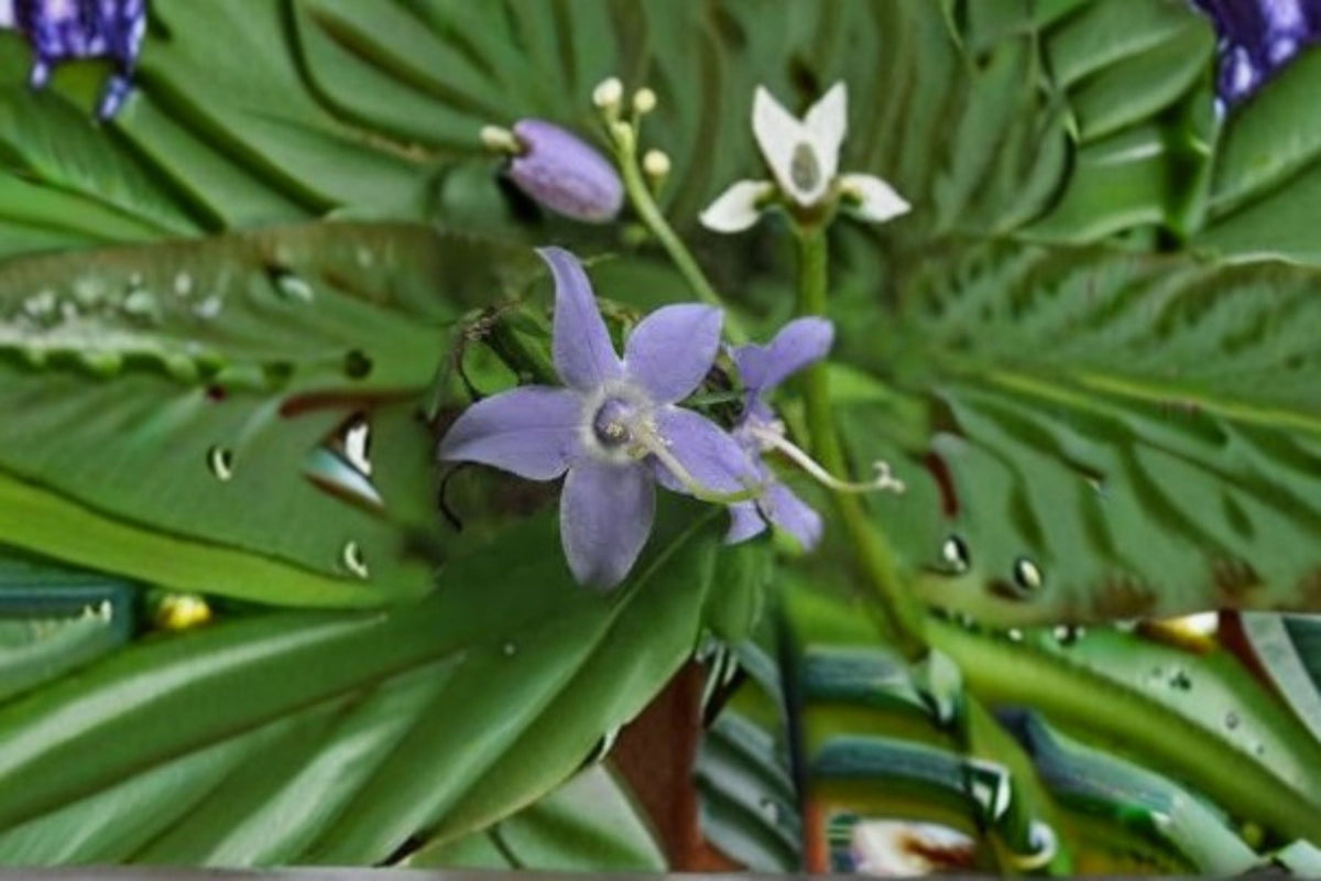 Tall Bellflower Seeds, Blue Campanula americana, Wildflower, Garden, Meadow, Native, Biennial, Seeds