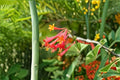 Coral Honeysuckle Cuttings – Lonicera sempervirens Native Flowering Vine with Red Tubular Flowers, Climbing Plant, Garden Vine, Pollinator-Friendly