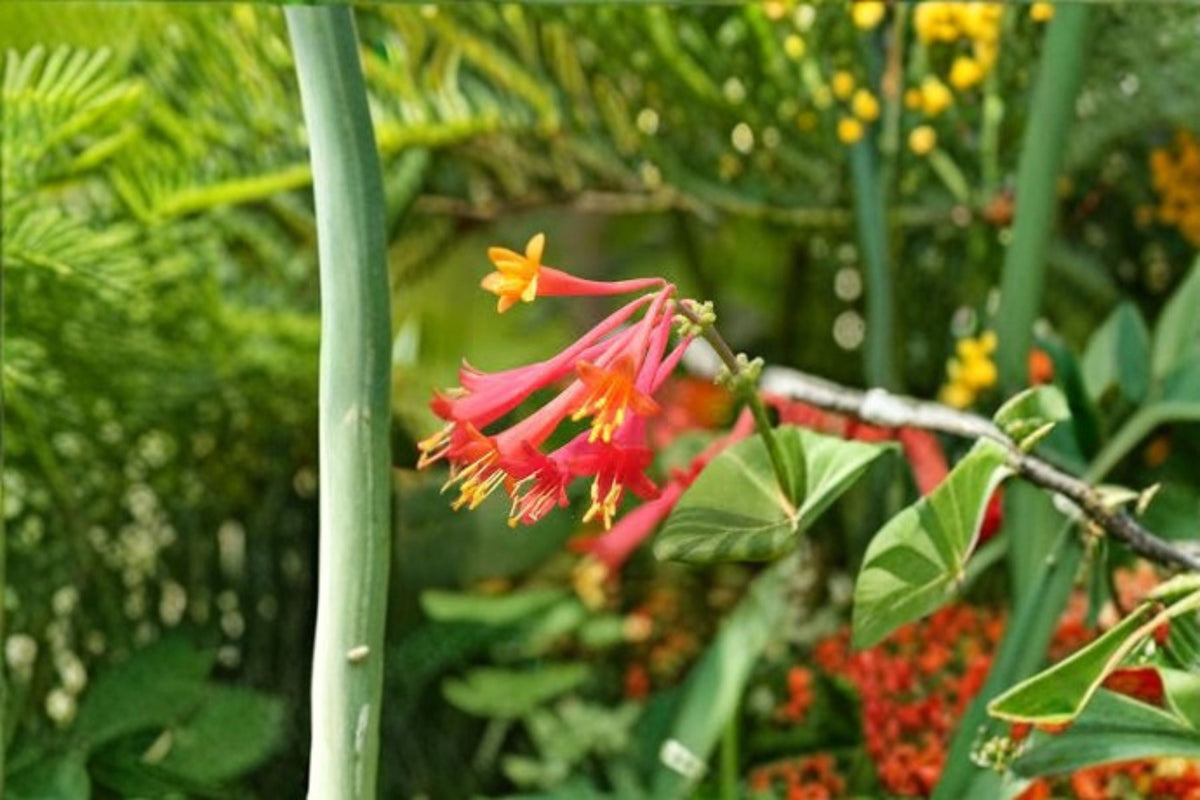 Coral Honeysuckle Cuttings – Lonicera sempervirens Native Flowering Vine with Red Tubular Flowers, Climbing Plant, Garden Vine, Pollinator-Friendly