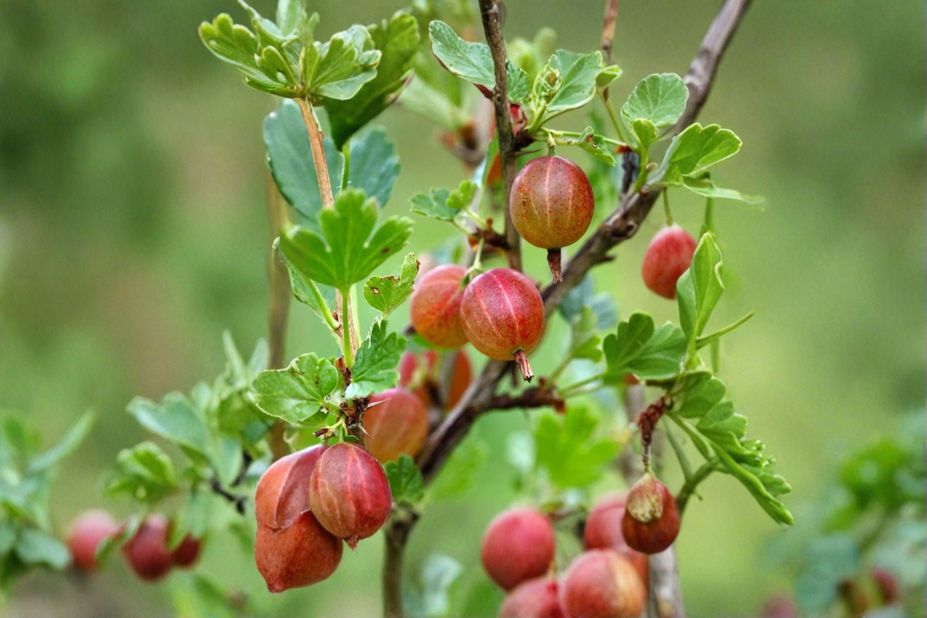 Jahns Prairie Gooseberry Live Rooted Starter Plant – Ribes ‘Jahns Prairie’ – Zones 3–8