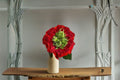 Red Eye Rose Live Plant – Repeat Blooming Shrub Cut Rose in Original Pot