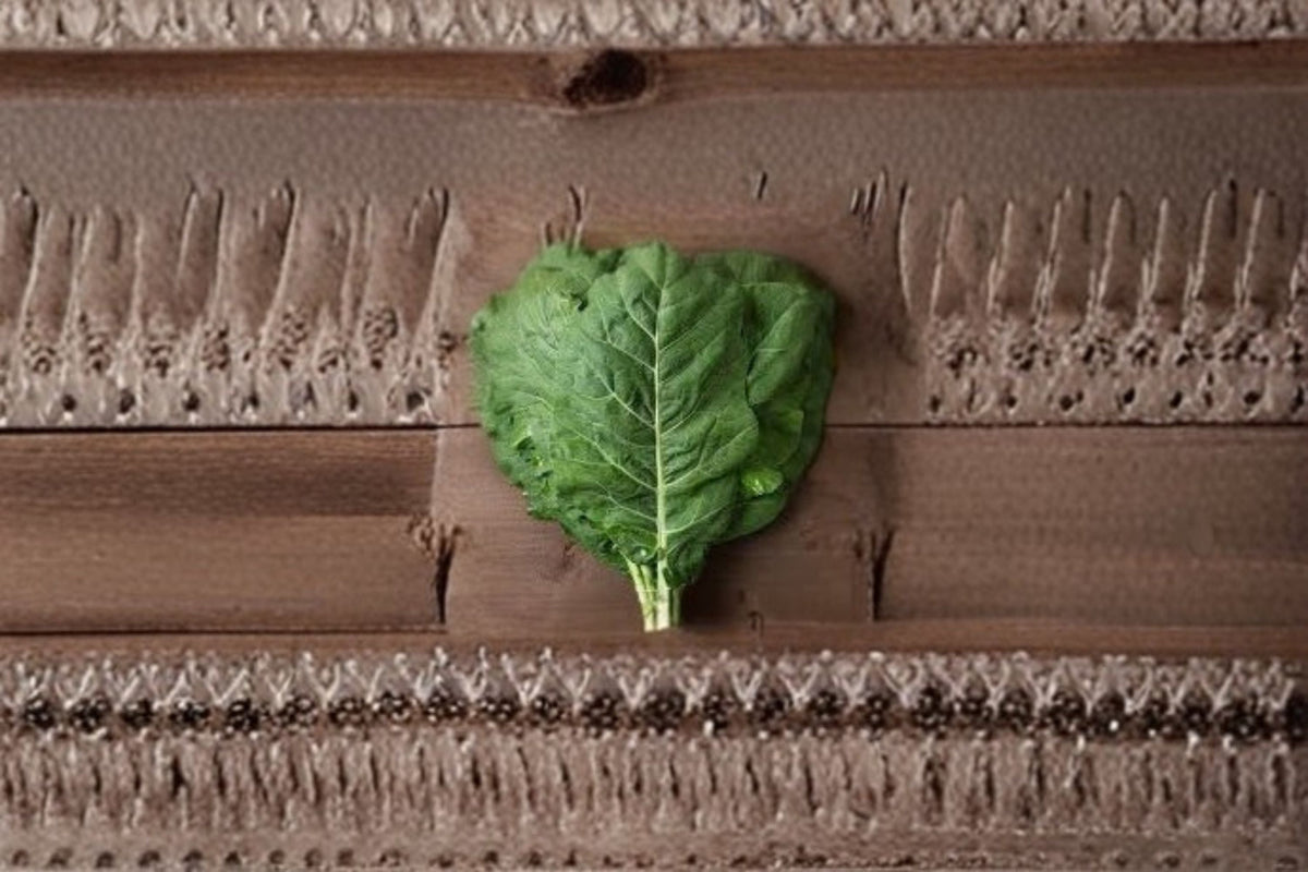 Champion Collards Seeds – Brassica oleracea var. viridis, Green Leafy Vegetable, 250 Seeds for Garden & Outdoor Planting