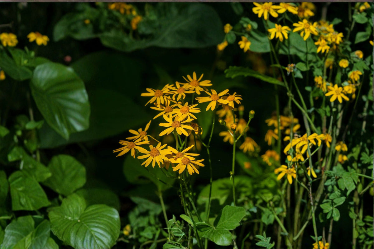 Golden Ragwort Seeds Packera aurea Perennial Ground Cover Yellow Wildflower Seeds 75 Pack