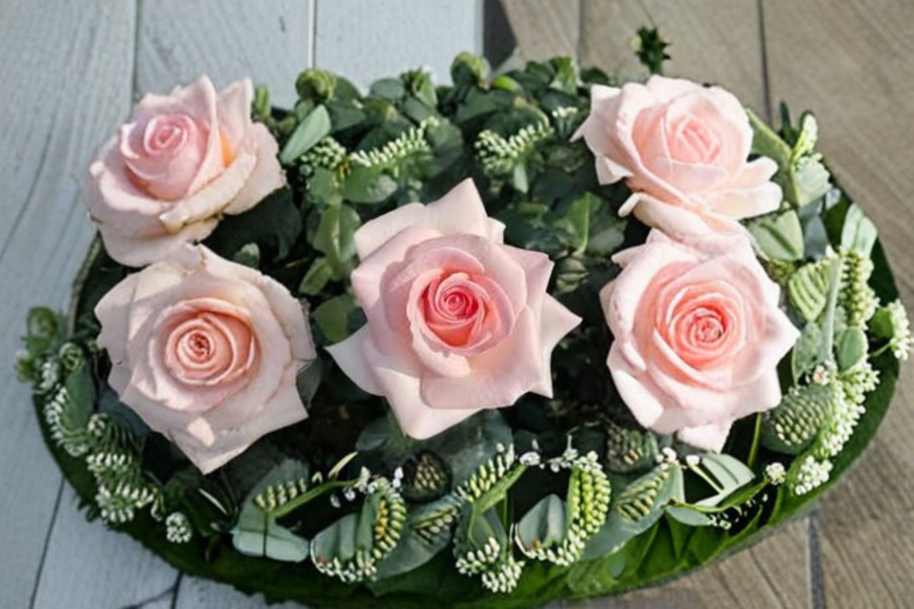 Prince Jardinier Rose Live Plant – Large Bloom Garden Rose with Cream Pink Flowers