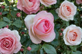 Eden Climbing Rose Live Plant – 1.5 Gal Pink Climbing Rose