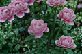 Roselyne Rose Live Plant – Disease Resistant Shrub Rose for Garden and Floral Arrangements