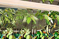 Carolina Cherry Laurel 1 Plant – Prunus caroliniana Evergreen Shrub
