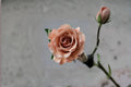 Moab Rose Live Plant – Vintage Apricot Brown Garden Rose