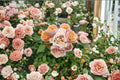 Iori Rose Live Plant – Japanese Pink Garden Rose by Keiji Farm
