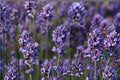 Super Blue Lavender Plant – Lavandula angustifolia ‘SuperBlue’ | Perennial Herb