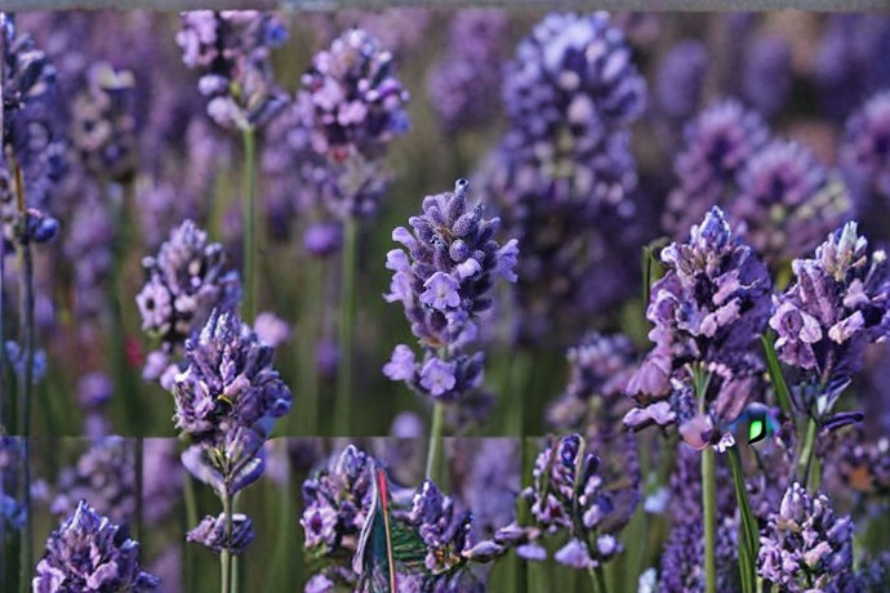 Super Blue Lavender Plant – Lavandula angustifolia ‘SuperBlue’ | Perennial Herb