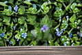 Lemon Bacopa Live Plant – Bacopa monnieri Aquatic Perennial for Water Gardens