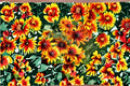 Gloriosa Daisy Seeds Rudbeckia hirta Bi-Color Yellow Red Wildflower Pollinator Plant, 250 Seeds