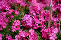Creeping Phlox Goldiphlox Cherry - Phlox subulata Perennial Groundcover Plants