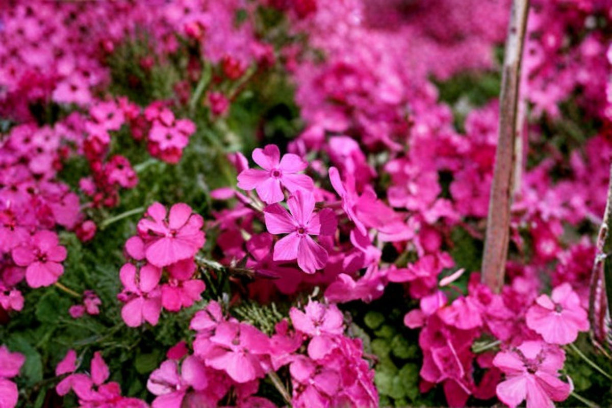 Creeping Phlox Goldiphlox Cherry - Phlox subulata Perennial Groundcover Plants