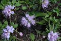 Virginia Waterleaf Seeds - Native Perennial Woodland Wildflower for Shade Gardens, Hydrophyllum virginianum, 10 Seeds