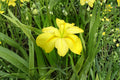 Louisiana Yellow Iris Live Plant – Bare Root Pond Iris for Aquatic Gardens
