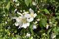 Mock Orange Cuttings – Philadelphus coronarius – Fragrant White Blooms – Garden Shrub Propagation Plant