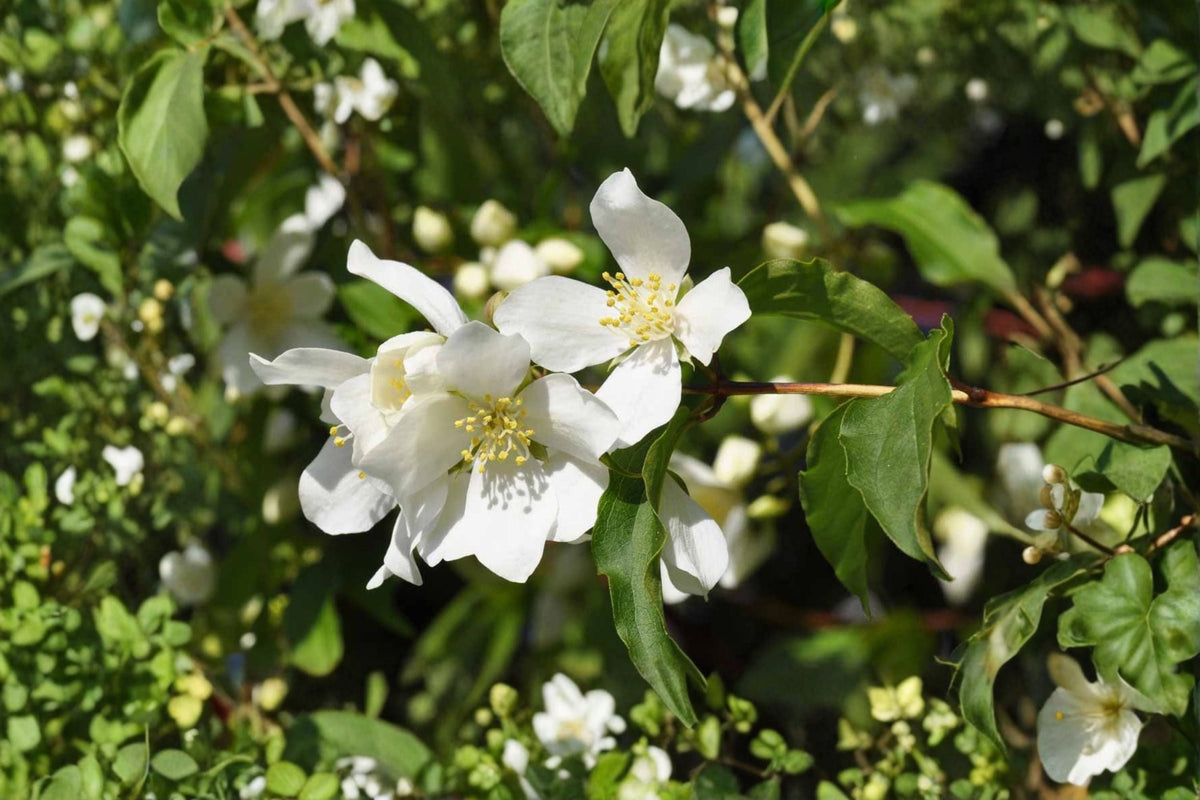 Mock Orange Cuttings – Philadelphus coronarius – Fragrant White Blooms – Garden Shrub Propagation Plant